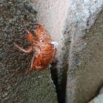 藤沢市、神奈川で外壁塗装、防水工事をしております。塗幸の山中です。